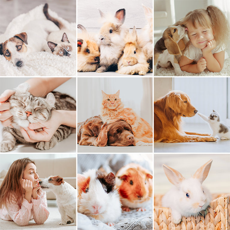 pet photos lightroom presets